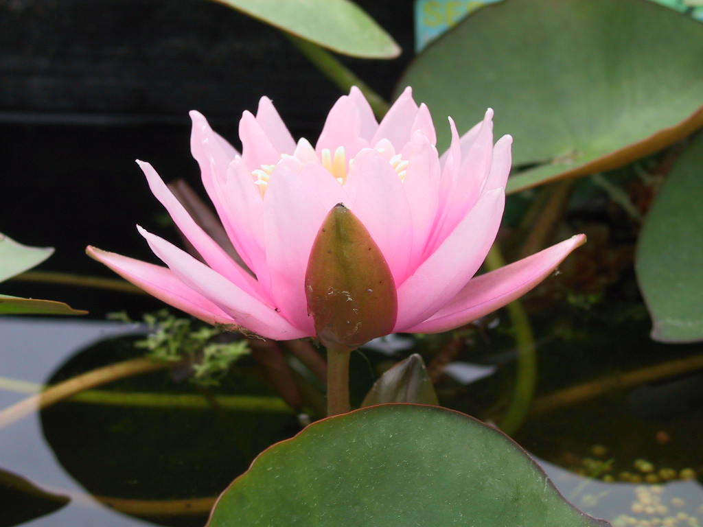 Nymphaea Fabiola 1.jpg